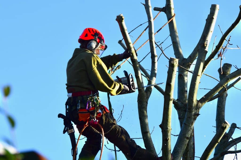 Élagueur professionnel utilisant une tronçonneuse en hauteur à Grasse