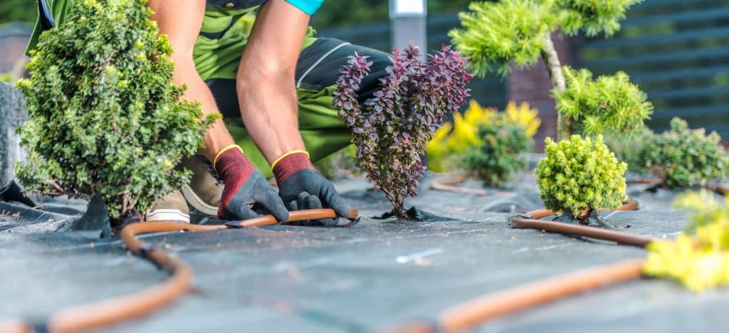 Pose d’un système goutte-à-goutte par un jardinier professionnel à Grasse