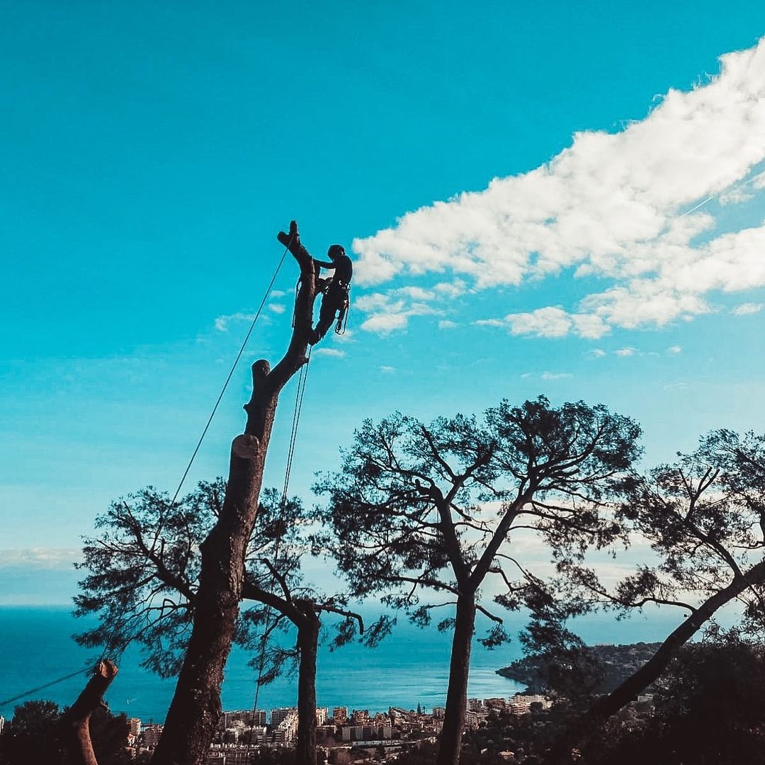 Élagage d'arbres à Grasse réalisé par Morgan ERETEO JARDINS