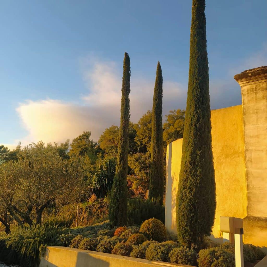 Massifs méditerranéens entretenus avec lavandes, cyprès et olivier dans un jardin à Grasse